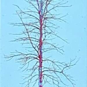 Solitaire Blue, mixed media tree painting by Lori Bagneres | Effusion Art Gallery + Cast Glass Studio, Invermere BC