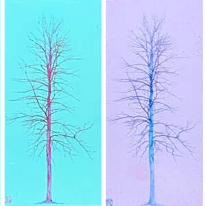 Solitaire, pastel tree painting by Lori Bagneres | Effusion Art Gallery + Cast Glass Studio, Invermere BC