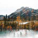 Golden Larches by Stacey Bodnaruk | Effusion Art Gallery + Cast Glass Studio, Invermere BC