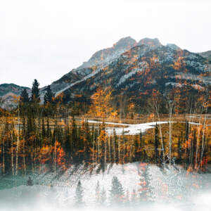 Golden Larches by Stacey Bodnaruk | Effusion Art Gallery + Cast Glass Studio, Invermere BC