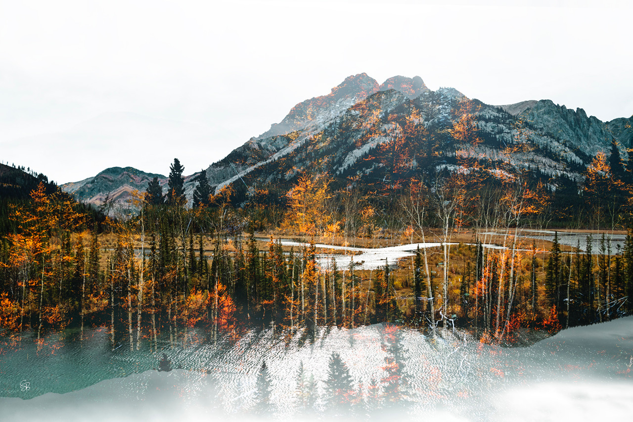 Golden Larches by Stacey Bodnaruk | Effusion Art Gallery + Cast Glass Studio, Invermere BC