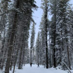 Cross country skiers on the trails at Nipika Mountain Resort by Marian + Jim Swatschina | Effusion Art Gallery, Invermere BC