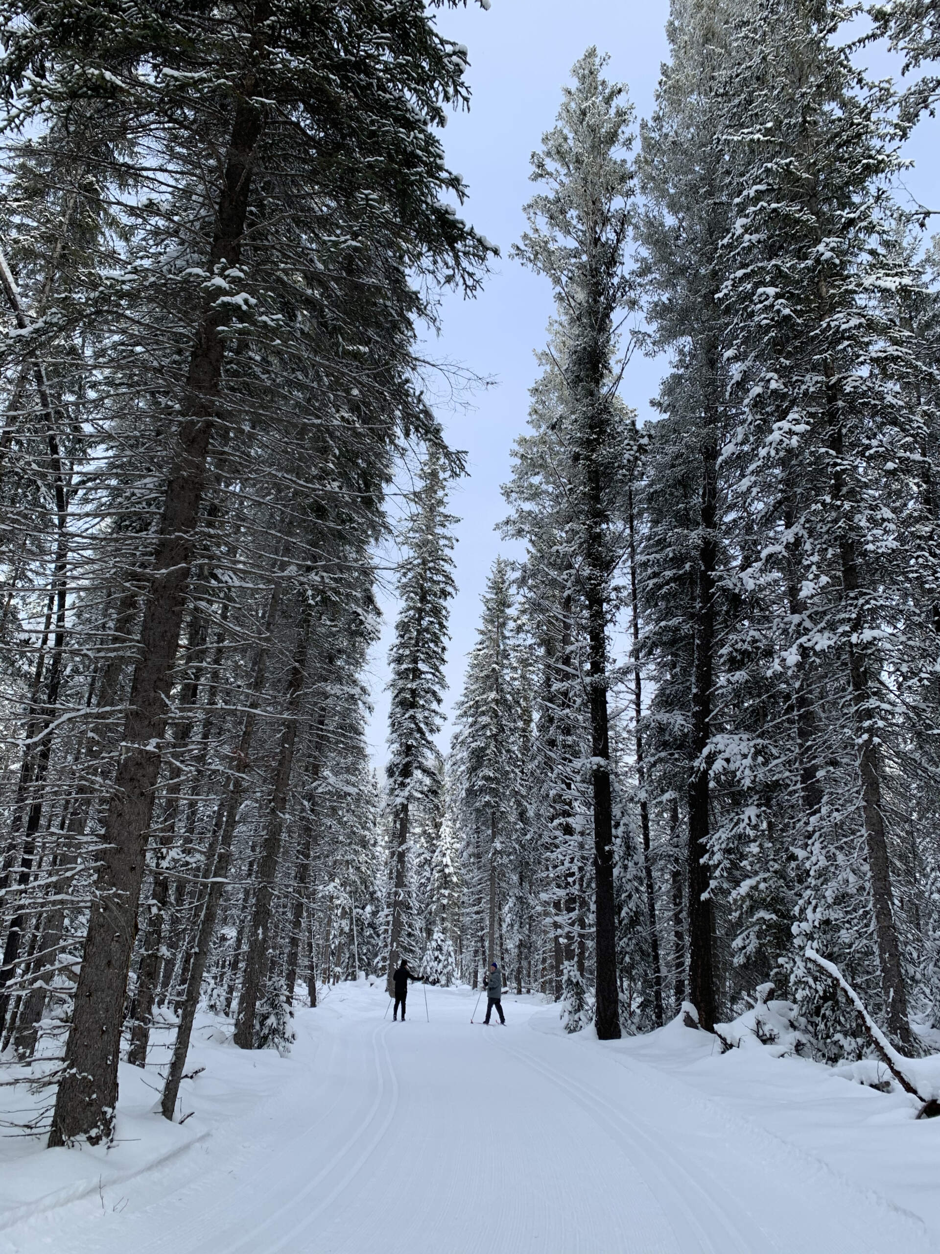 Cross country skiers on the trails at Nipika Mountain Resort by Marian + Jim Swatschina | Effusion Art Gallery, Invermere BC