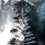 Diamonds in the Sky, composite tree photograph by Stacey Bodnaruk at Effusion Art Gallery in Invermere, BC.