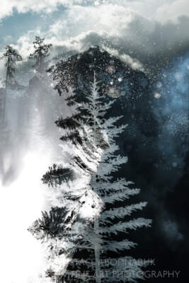 Diamonds in the Sky, composite tree photograph by Stacey Bodnaruk at Effusion Art Gallery in Invermere, BC.