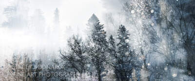 ElectricForest_StaceyBodnaruk