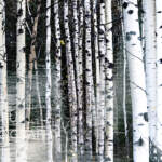 Nature's Embrace - panoramic, original landscape photography by Stacey Bodnaruk at Effusion Art Gallery in Invermere, BC