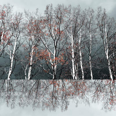 Soul in the Woods, original landscape photography by Stacey Bodnaruk at Effusion Art Gallery in Invermere, BC