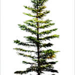 Standing Tall, composite tree photograph by Stacey Bodnaruk at Effusion Art Gallery in Invermere, BC.