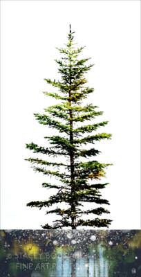 Standing Tall, composite tree photograph by Stacey Bodnaruk at Effusion Art Gallery in Invermere, BC.