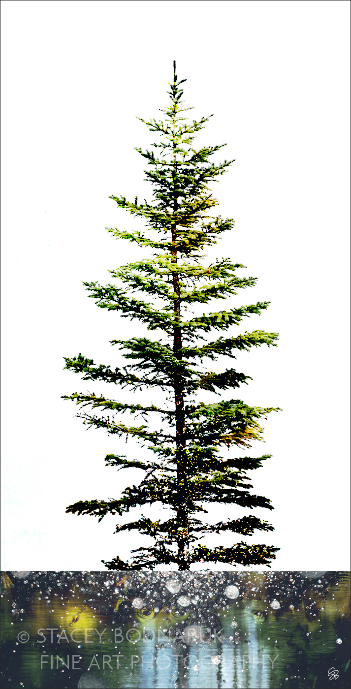 Standing Tall, composite tree photograph by Stacey Bodnaruk at Effusion Art Gallery in Invermere, BC.