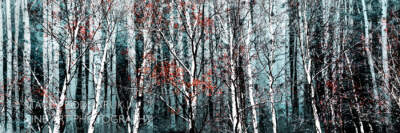 Untamed Forest, original landscape photography by Stacey Bodnaruk at Effusion Art Gallery in Invermere, BC