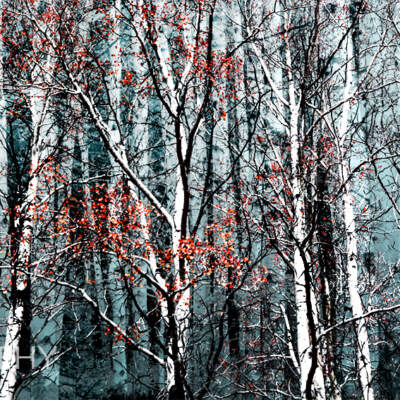 Untamed Forest, original landscape photography by Stacey Bodnaruk at Effusion Art Gallery in Invermere, BC
